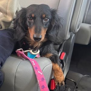 Meet your Posher, Amy